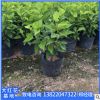 揭陽基地庫存供應大紅花袋苗。熱銷產品?；ê９珗@擺設。園林設計