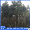 揭陽陰香樹袋苗。基地直銷。產地批發。市政工程。園林綠化。