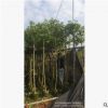 鄉村綠化，普寧基地火焰木5至6分袋苗價格。價格便宜。開花漂亮