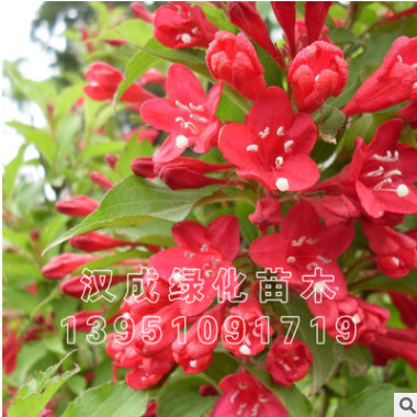 苗圃直銷 紅王子錦帶 綠化灌木 零售和批發 量大優惠