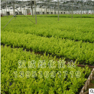 綠化工程庭院植物 金森女貞樹苗 金葉女貞球小苗彩色綠化苗木批發