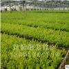 綠化工程庭院植物 金森女貞樹苗 金葉女貞球小苗彩色綠化苗木批發