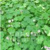 基地出售優質 地被綠化 紅花炸醬草園林綠化品種量大優惠價格從優