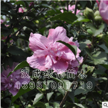 常年供應木槿花苗 紅花純瓣木槿樹苗 木槿小苗 綠化苗木
