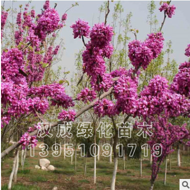 批發綠化苗木滿條紅花苗 紫荊小苗 紫荊樹苗 紫荊花苗 庭院植物