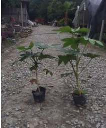 批發優質苗木 綠化苗木八角金盤 13---20杯苗八角金盤