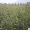基地直銷 叢生獨桿花石榴 低價銷售果樹 工程綠化 品種齊全