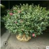 大量供應茶梅球茶花品種齊全規格齊全綠化工程量大從優盆栽