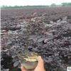 紅花檵木基地直銷各種規格品種齊全園林綠化常綠植物量大從優