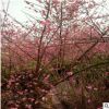 基地常年供應臘梅品種齊全規格齊全園林行道樹量大從優熱賣款