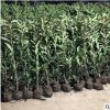 批發法國冬青青珊瑚規格齊全基地直銷量大從優品種齊全優惠