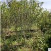 木槿基地直銷紅花紫槿等綠化工程批發量大從優