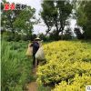 生產銷售批發茶葉 苗安吉白茶黃金芽茶苗 普洱茶龍井碧螺春茶葉苗