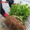 批發鳩坑早茶葉苗 安吉白茶黃金芽茶葉樹苗 普洱茶龍井碧螺春茶苗