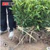 茶苗良種繁育基地直銷 一年生兩年生龍井43茶苗 綠茶紅茶樹苗批發