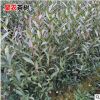 生產批發紫茶紫鵑茶苗 黃金葉茶苗奶油白茶樹苗 黃金芽普洱茶苗