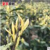 批發中黃2號茶苗 郁金香御金香茶樹苗 一年生扦插苗茶葉綠茶樹苗