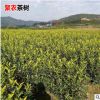 烏牛早南方種植茶葉苗 一年生濃香型茶葉苗 黃金芽龍井茶樹苗批發
