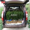 龍井茶葉苗綠茶苗 鐵觀音白茶毛尖茶苗 南發北方種植茶葉樹苗批發