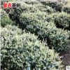 級白福建茶苗茶樹苗 綠茶白茶紅茶黃茶茶葉苗 普洱茶苗龍井茶苗