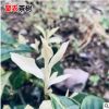 浙江茶苗品種豐富 特早白茶苗烏牛早茶苗 中茶108號安吉白茶樹苗