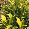 黃金葉茶苗庭院種植苗 陽臺茶葉樹苗南方種植北方種植茶樹苗批發