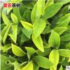 水晶茶苗茶樹苗 綠茶白茶茶葉苗紅茶黃茶樹苗 龍井普洱茶苗批發