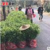 批發鳩坑早茶葉苗 龍井綠茶苗鐵觀音茶苗 白茶樹苗毛尖茶苗綠化苗