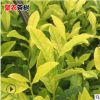 批發龍井黃茶葉樹苗茶葉樹 綠茶樹茶樹苗茶樹大苗 新鮮茶葉茶樹苗