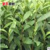 安吉白茶樹苗基地生產批發 茶葉綠茶明前特級溪龍高山珍稀春茶苗