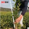 基地直銷福鼎大白樹苗 一年生茶葉苗綠茶樹苗 園林種植茶樹批發