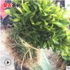浙江水晶茶南方種植茶樹苗 龍井43烏牛早黃金芽安吉白茶樹苗批發