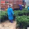 浙江茶樹苗基地直銷 南方種植金香玉金鑲玉茶苗 黃金芽茶苗批發