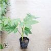 批發工程綠化八角金盤優質基地直銷園林品種齊全量大從優