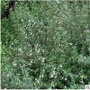 金邊六月雪石楠花葉珊瑚梔子花基地直銷花卉盆栽園林別墅景觀
