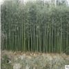 基地大量供應 紫竹 慈孝竹 各種規格竹類 市政園林 工程園林