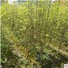 綠化樹木工程常年供應木槿品種齊全規格齊全低價出售基地直銷