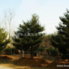 五針?biāo)?/></a>
<div><a href=
