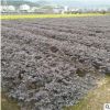紅花檵木毛球工程采購量大從優基地直銷批發規格齊全裸根盆栽