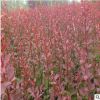基地直銷 紅葉小檗 量大優惠 規格齊全 量大從優 批發綠化