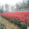 紅葉石楠小毛球柱子基地柱子基地直銷批規格齊全地被植物別墅景觀