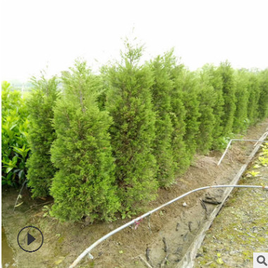 基地直銷龍柏檜柏灑金柏規格齊全工程量大從優品種齊全熱賣