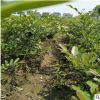 基地直銷小葉蚊母地栽球品種規格齊全工程量大從優熱賣
