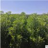 法國冬青青珊瑚花葉的規格品種齊全量大從優工程基地直銷