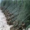 基地直銷紫竹慈孝竹青竹工程量大從優品種齊全質量優