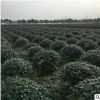 基地直銷無刺構骨各種規格品種齊全量大從優批發供應工程
