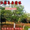 低價批發香泡樹 香櫞樹 柚子樹 香泡苗 供應綠化工程 規格齊全