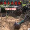 苗圃直銷 紫葉李紅葉李樹 庭院綠化 花灌木批發規格齊全 量大價優