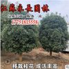直銷桂花樹苗氣味芳香室內盆栽美化環境裝飾點綴規格齊全桂花樹苗
