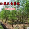 直銷落羽杉樹苗四季常青綠化苗木公園點綴裝飾美化規格齊全落羽杉